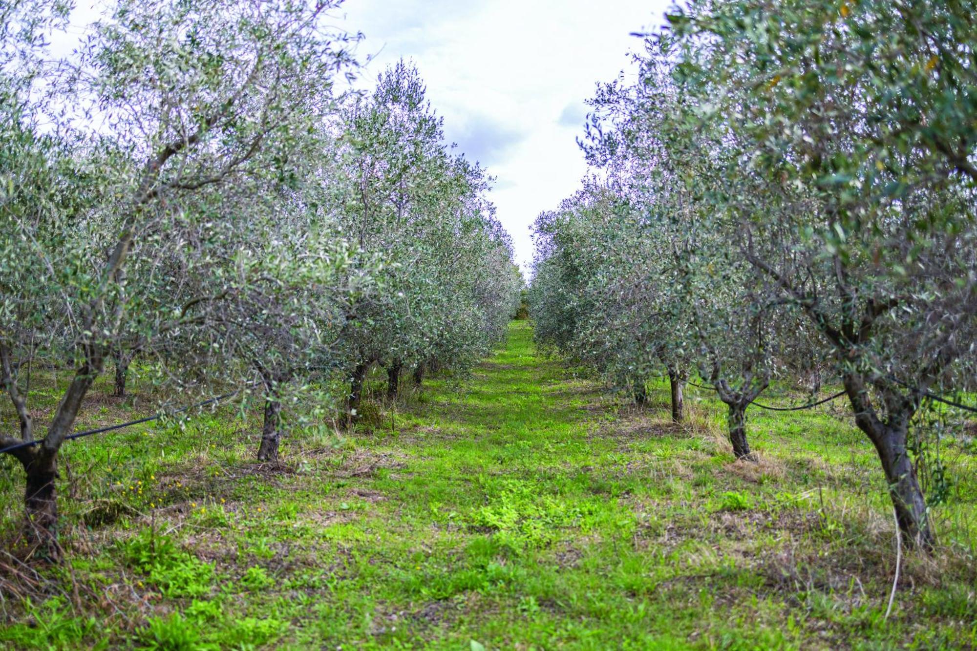Agriturismo La Petrosa Ceraso Bagian luar foto